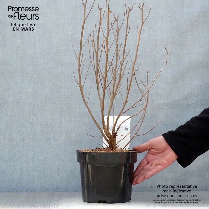 Clethra alnifolia Vanilla Spice Vaso da 2L/3L esemplare consegnato in primavera