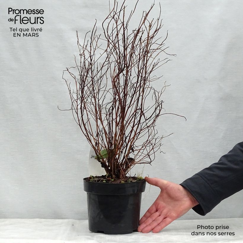 Clethra barbinervis Vaso da 3L/4L esemplare consegnato in primavera