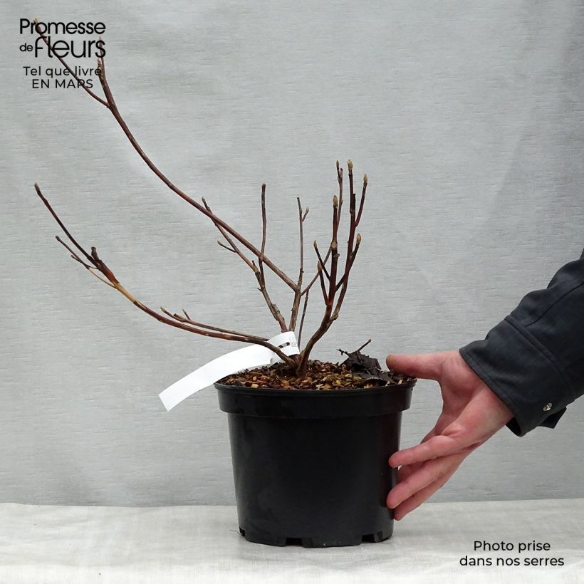 Clethra barbinervis Great Star Minbarb Vaso da 4L/5L esemplare consegnato in primavera