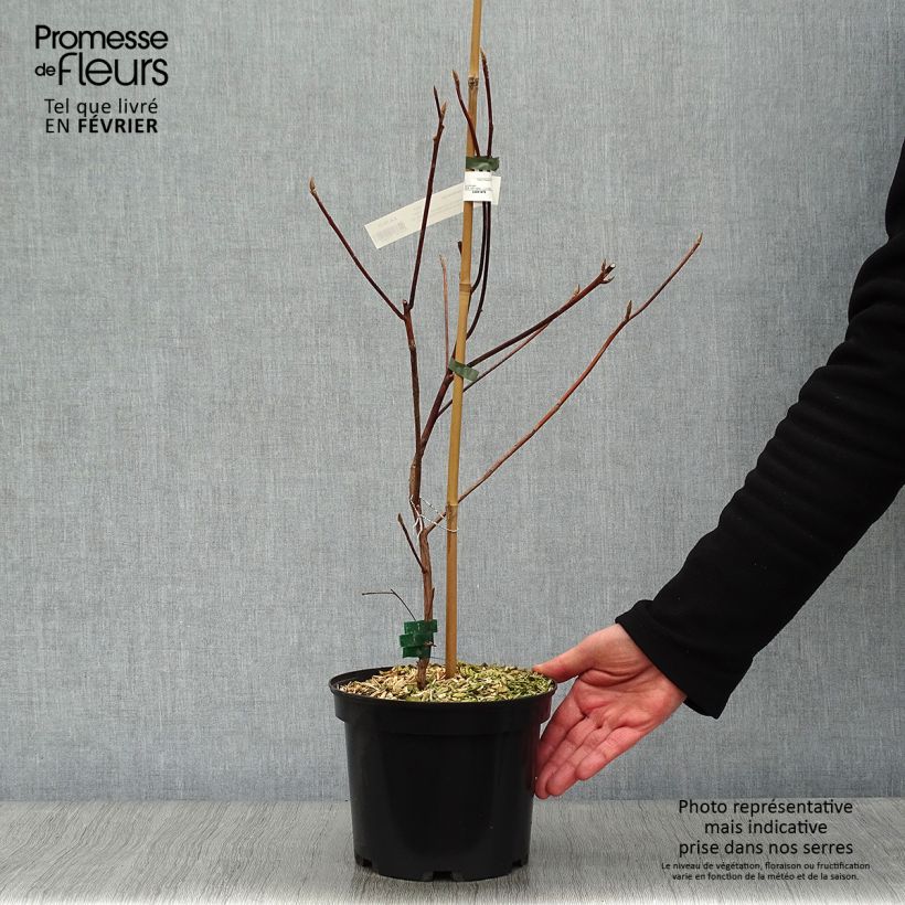 Clethra barbinervis Great Star Minbarb Vaso da 4L/5L esemplare consegnato in inverno