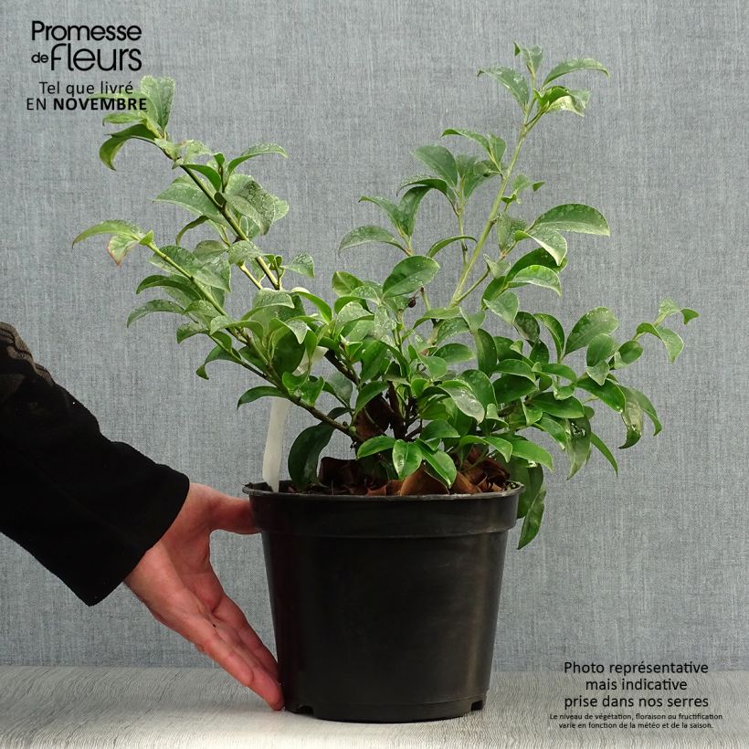 Esemplare di Cleyera japonica Vaso da 4L/5L come consegnato in autunno
