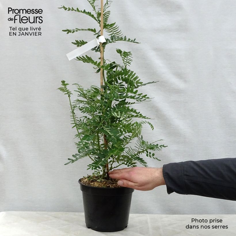 Clianthus puniceus Flamingo - Becco di Pappagallo Vaso da 3L/4L esemplare consegnato in inverno