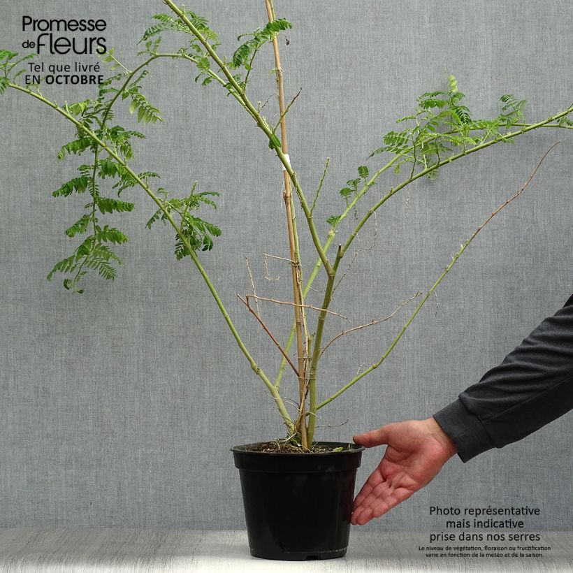 Esemplare di Clianthus puniceus Kaka King - Becco di Pappagallo Vaso da 4L/5L come consegnato in autunno