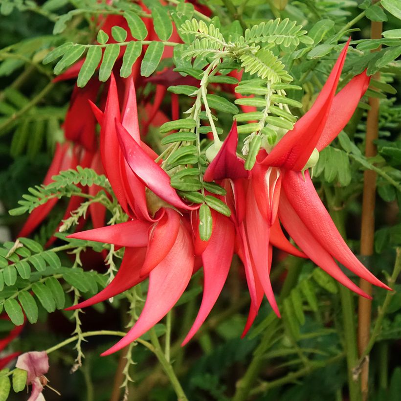 Clianthus puniceus Kaka King - Becco di Pappagallo (Fioritura)