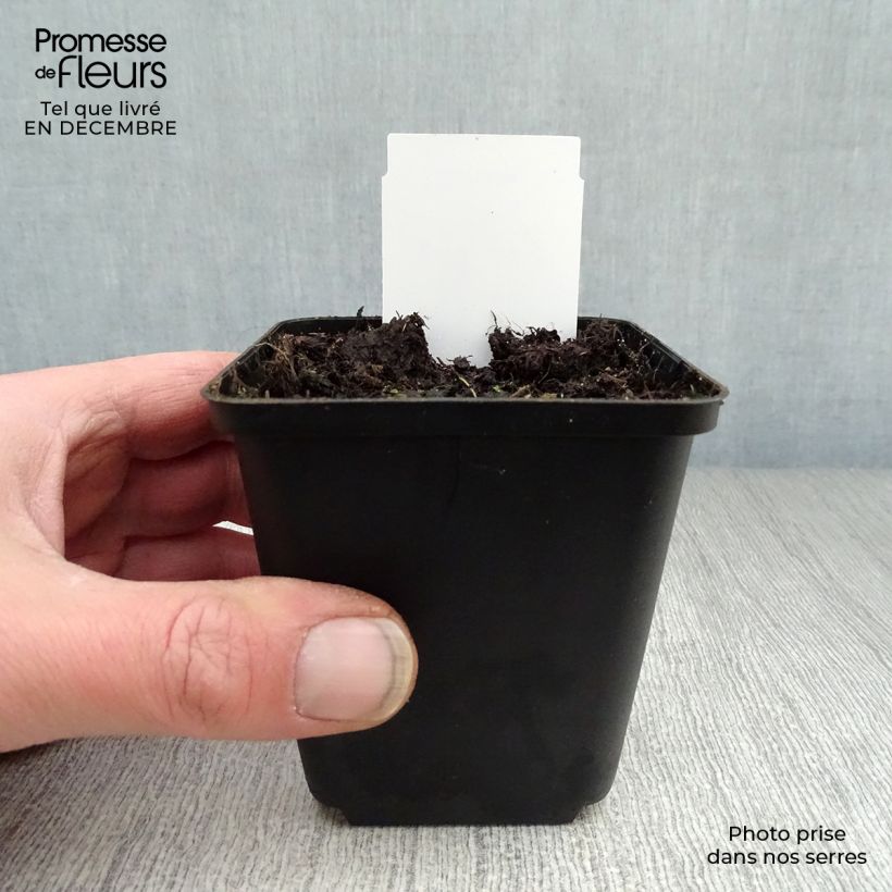 Dicentra spectabilis Alba - Cuore di Maria Vasetto da 8/9 cm esemplare consegnato in inverno