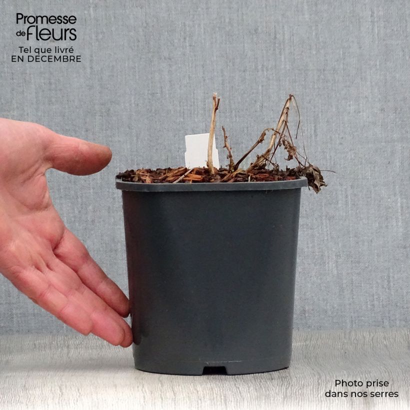 Dicentra spectabilis Alba - Cuore di Maria Vaso da 2L/3L esemplare consegnato in inverno