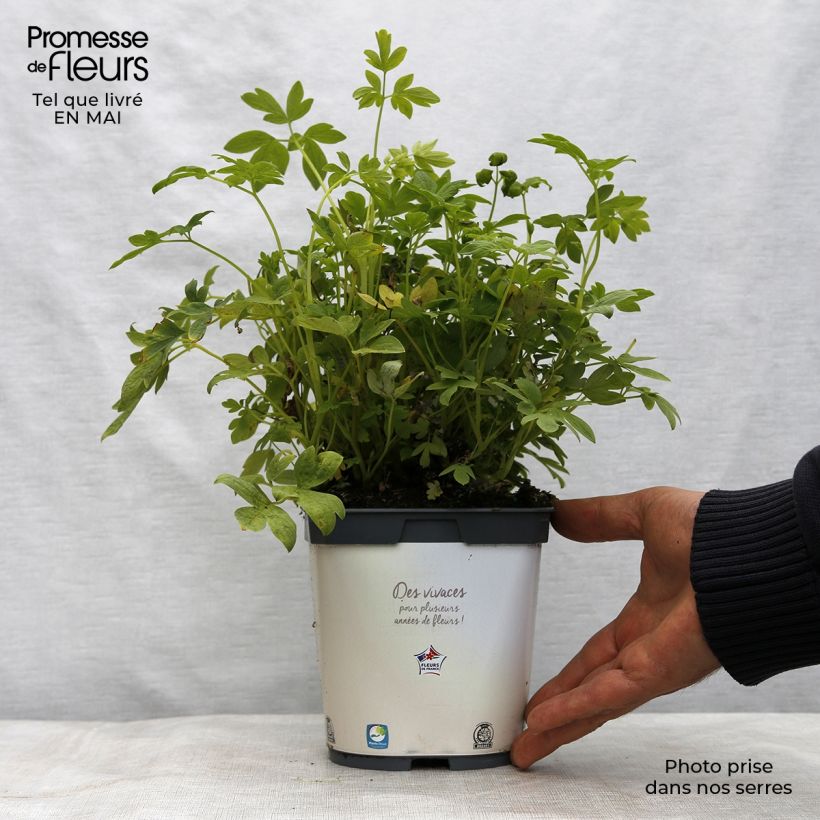 Dicentra spectabilis Alba - Cuore di Maria Vaso da 2L/3L esemplare consegnato in primavera