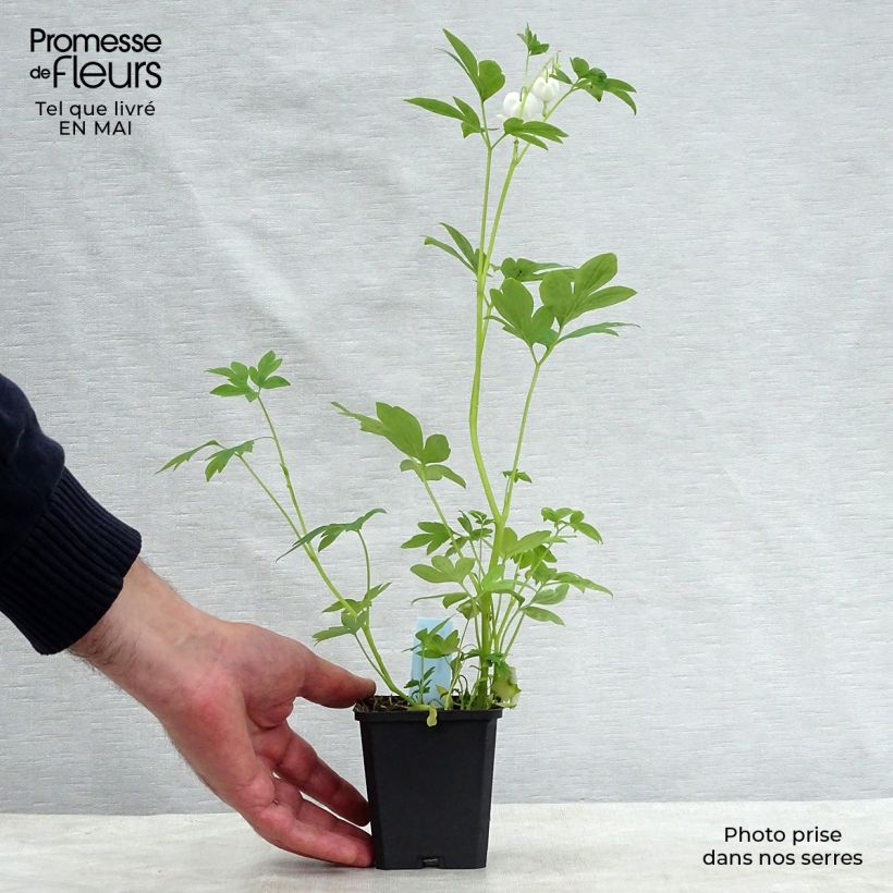 Dicentra spectabilis Alba - Cuore di Maria Vasetto da 8/9 cm esemplare consegnato in primavera