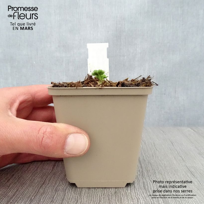 Dicentra Ivory Hearts Vasetto da 8/9 cm esemplare consegnato in primavera