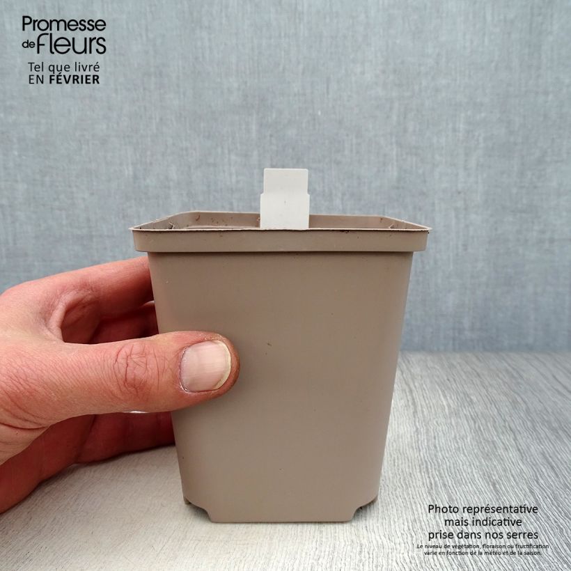 Dicentra Ivory Hearts Vasetto da 8/9 cm esemplare consegnato in inverno