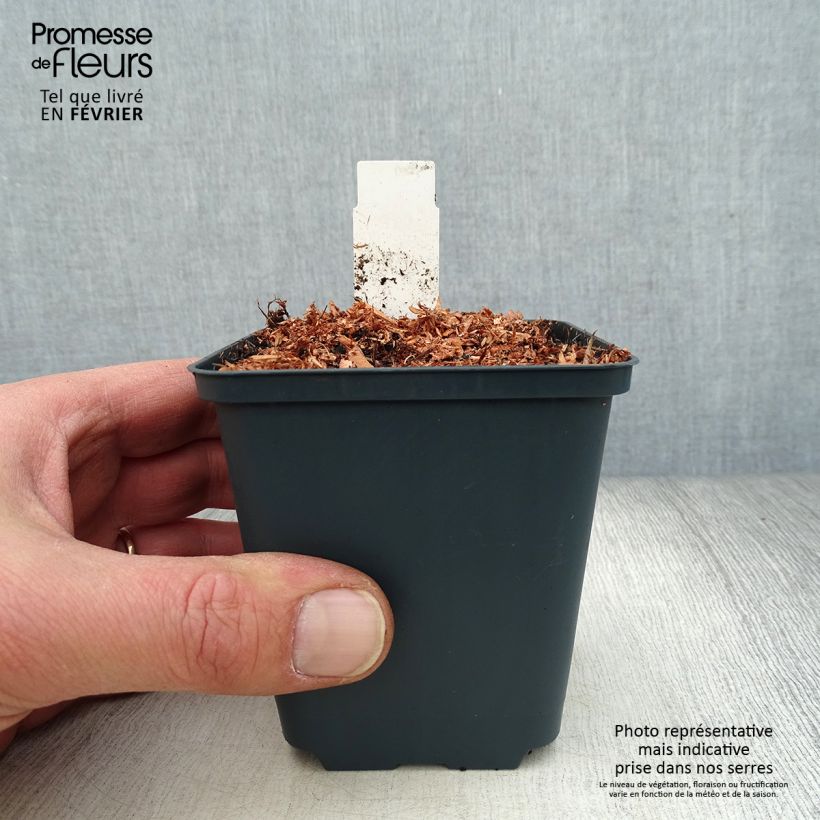 Dicentra King of Hearts Vasetto da 8/9 cm esemplare consegnato in inverno