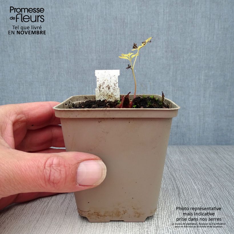 Esemplare di Dicentra eximia Stuart Boothman Vasetto da 8/9 cm come consegnato in autunno