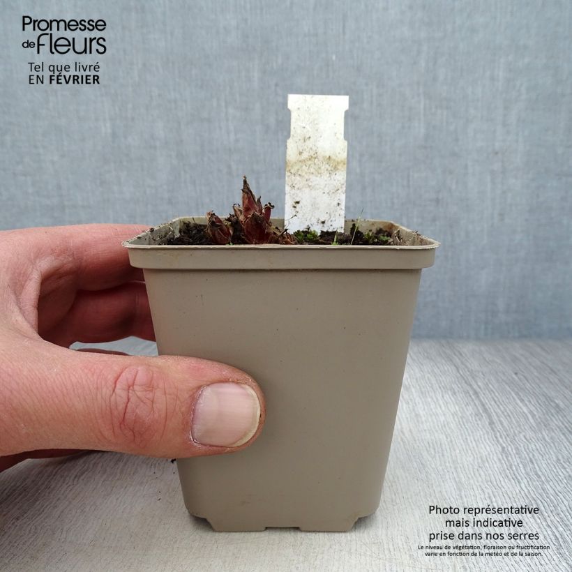 Dicentra eximia Stuart Boothman Vasetto da 8/9 cm esemplare consegnato in inverno