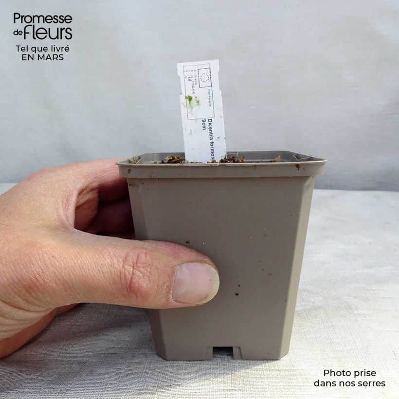 Dicentra formosa Aurora Vasetto da 8/9 cm esemplare consegnato in inverno