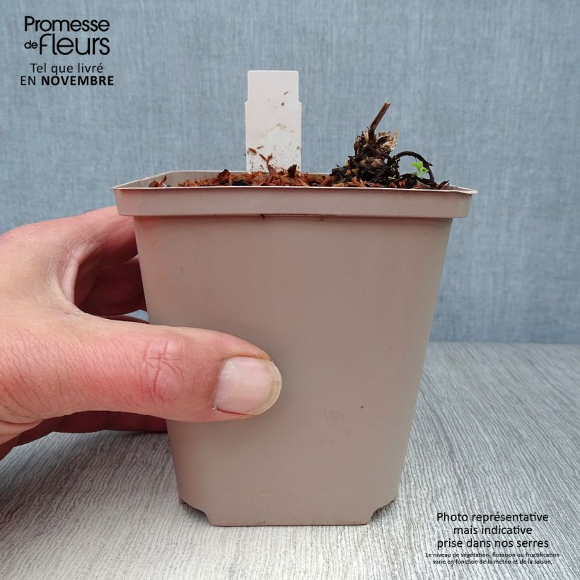 Esemplare di Dicentra formosa Bacchanal Vasetto da 8/9 cm come consegnato in autunno