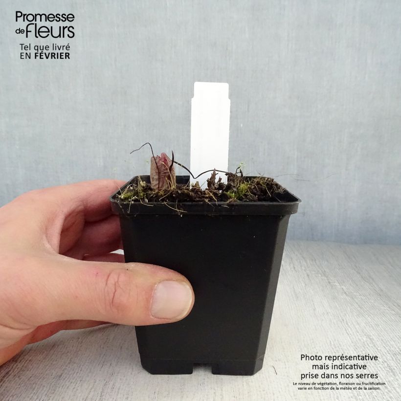 Dicentra formosa Bacchanal Vasetto da 8/9 cm esemplare consegnato in inverno