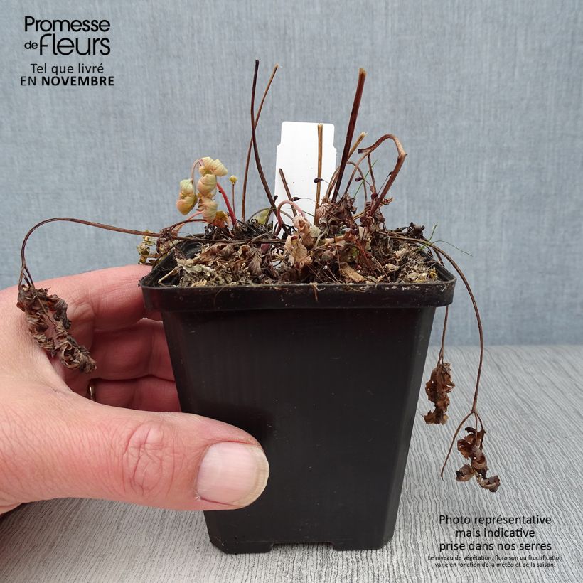 Esemplare di Dicentra formosa Luxuriant Vasetto da 8/9 cm come consegnato in autunno