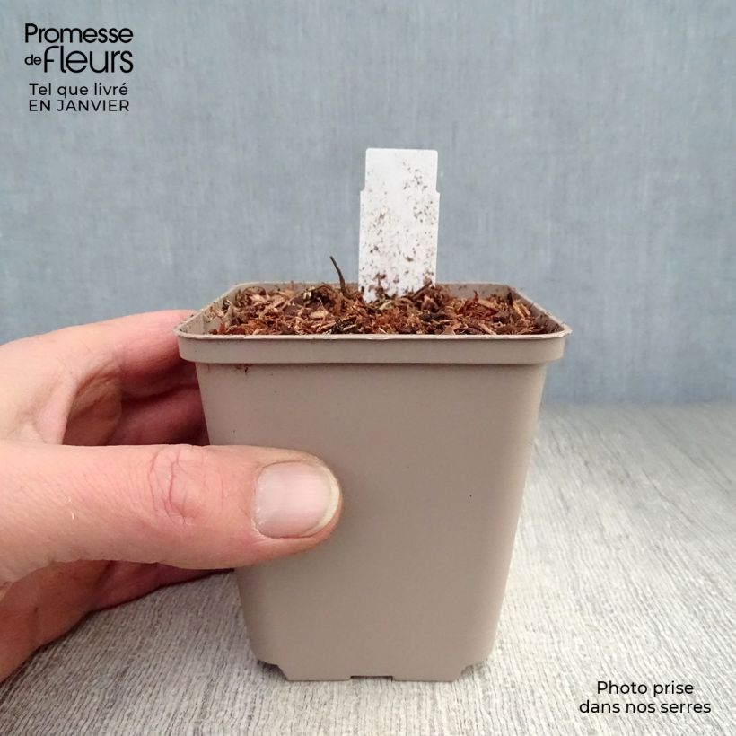 Dicentra formosa Luxuriant Vasetto da 8/9 cm esemplare consegnato in inverno