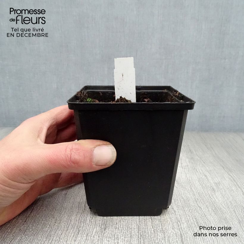 Dicentra spectabilis White Gold - Cuore di Maria Vasetto da 8/9 cm esemplare consegnato in inverno