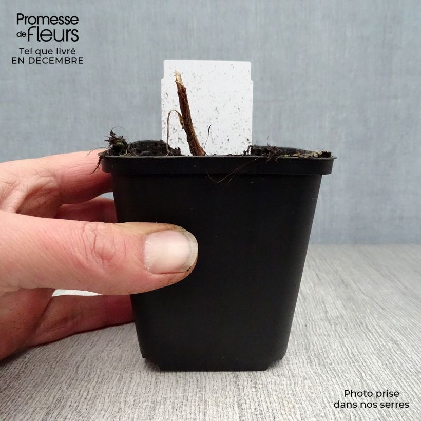 Dicentra spectabilis - Cuore di Maria Vasetto da 8/9 cm esemplare consegnato in inverno