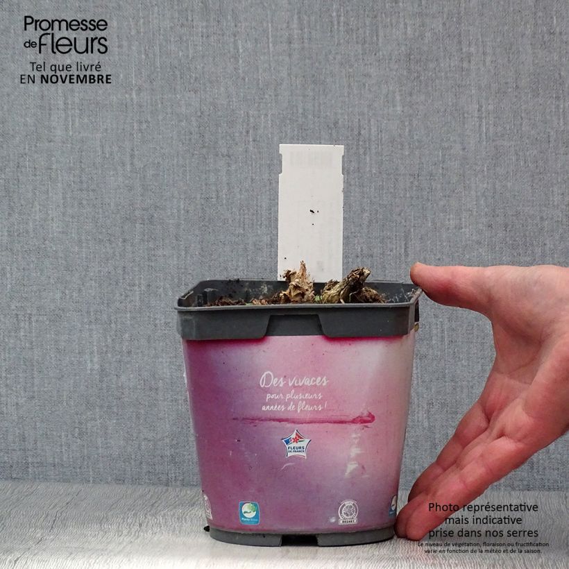 Esemplare di Dicentra spectabilis - Cuore di Maria Vaso da 2L/3L come consegnato in autunno