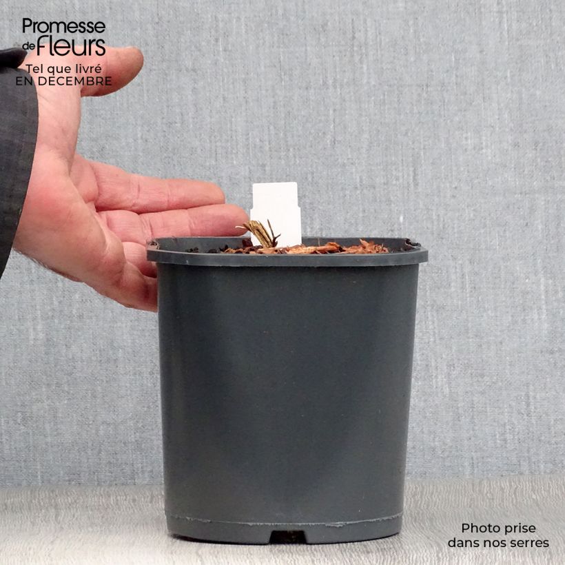 Dicentra spectabilis - Cuore di Maria Vaso da 2L/3L esemplare consegnato in inverno