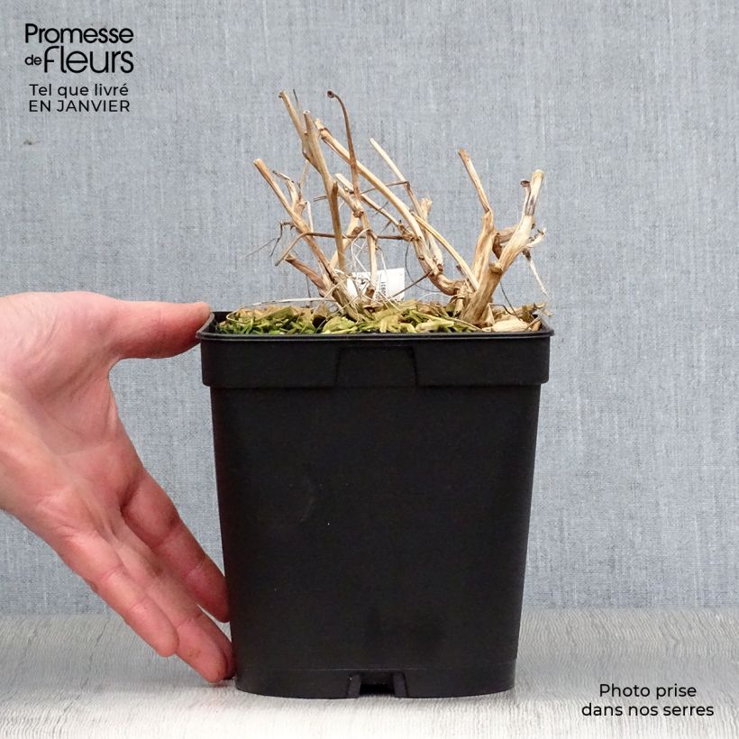 Dicentra spectabilis Valentine - Cuore di Maria Vaso da 2L/3L esemplare consegnato in inverno