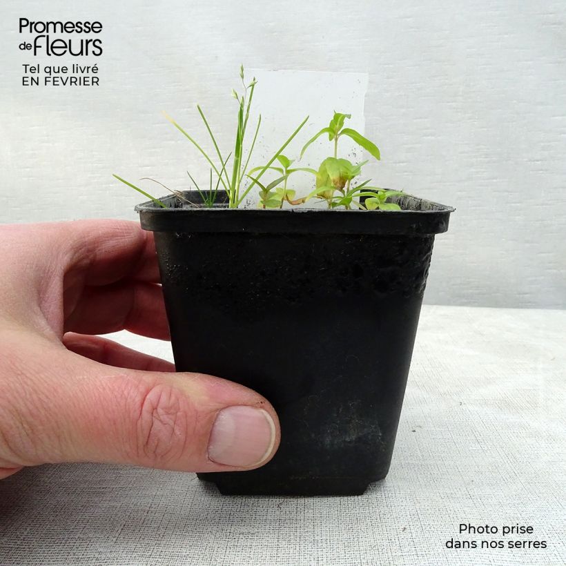 Dicentra spectabilis Valentine - Cuore di Maria Vasetto da 7/8 cm esemplare consegnato in inverno