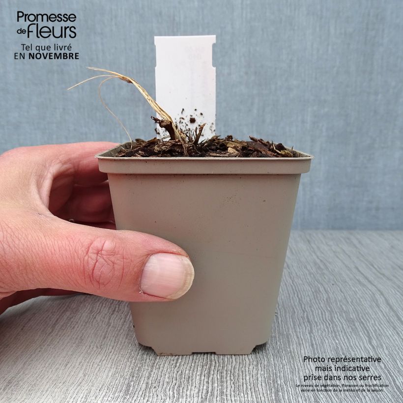 Esemplare di Dicentra spectabilis Goldheart - Cuore di Maria Vaso da Ø 10 cm/11 cm come consegnato in autunno