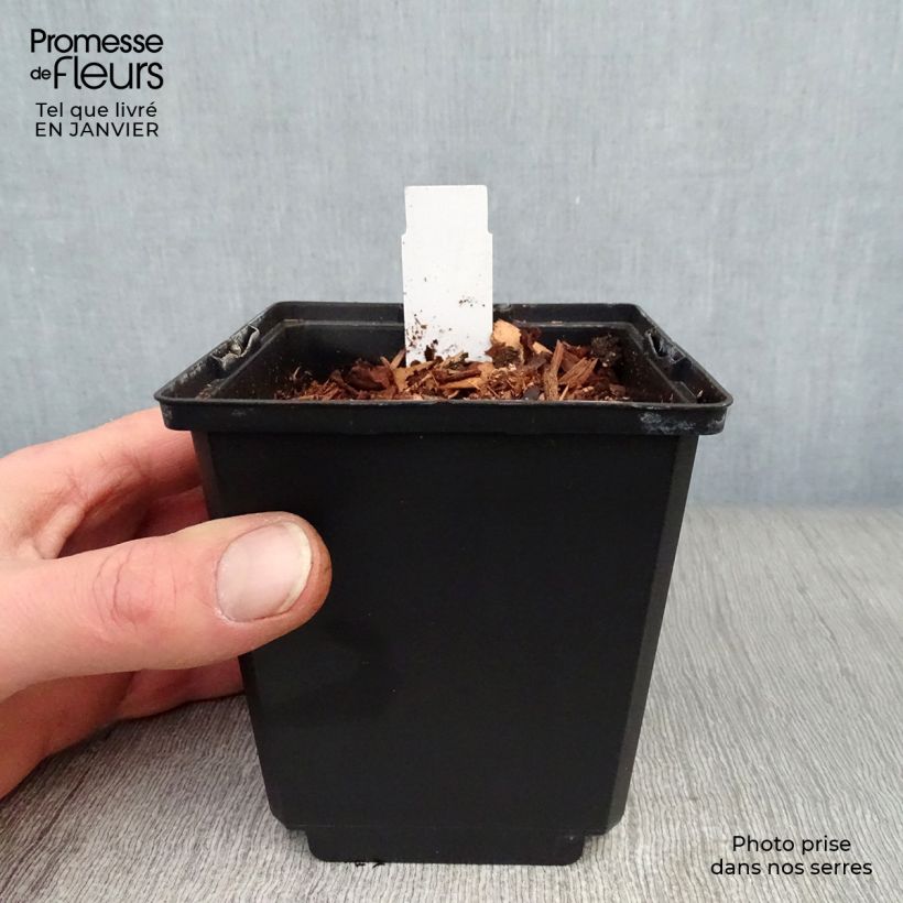 Dicentra spectabilis Goldheart - Cuore di Maria Vaso da Ø 10 cm/11 cm esemplare consegnato in inverno