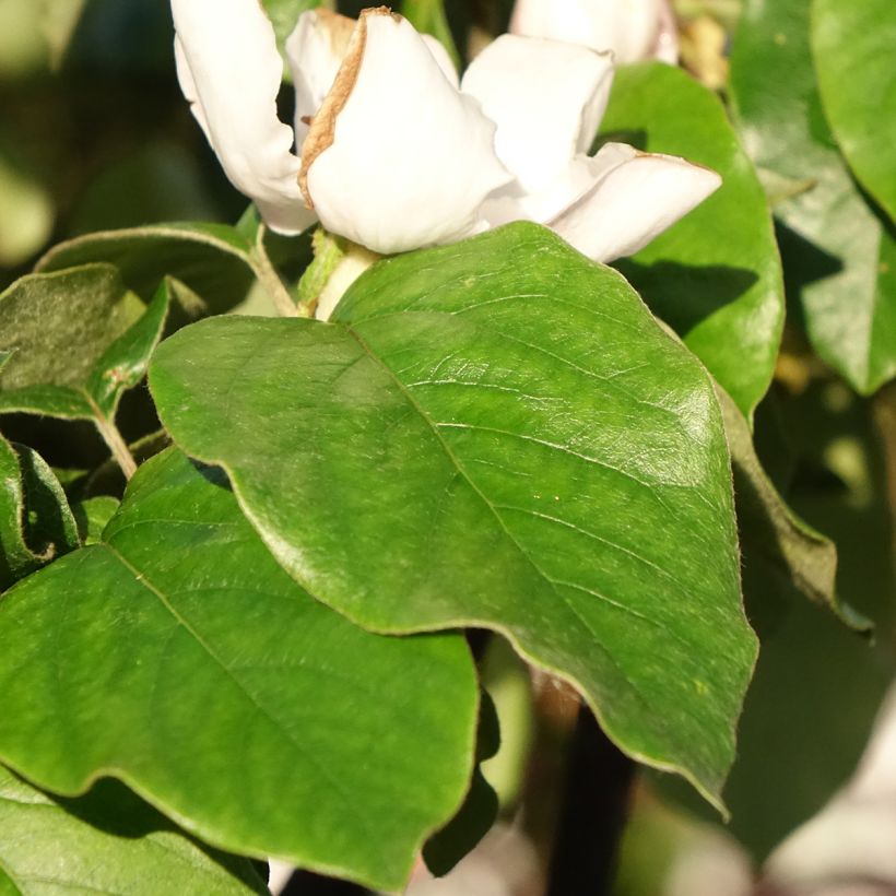 Cotogno Aromatnaya (Fogliame)