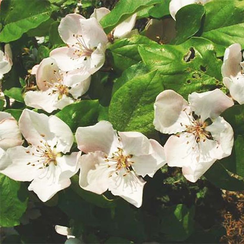 Cotogno Gigante di Vranja (Fioritura)