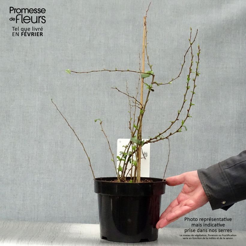 Chaenomeles superba Cameo - Fior di Pesco Vaso da 3L/4L esemplare consegnato in inverno