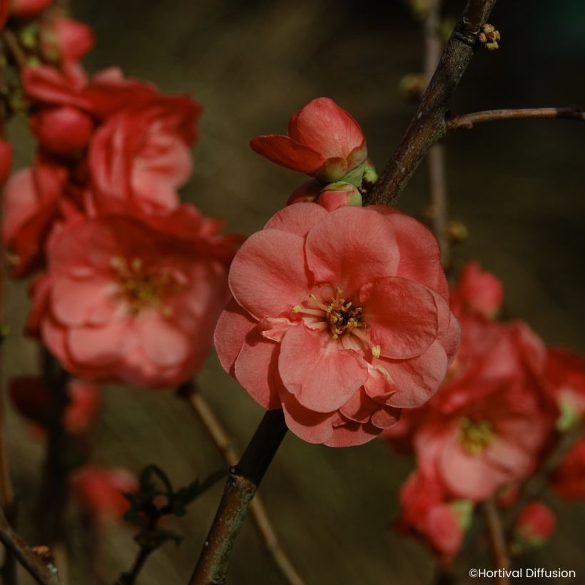 Chaenomeles speciosa Double Delice Passion - Fior di Pesco (Fioritura)