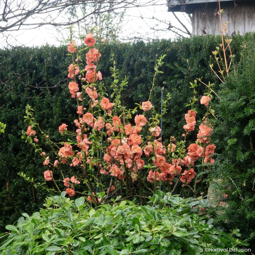Chaenomeles speciosa Double Delice Passion - Fior di Pesco (Porto)