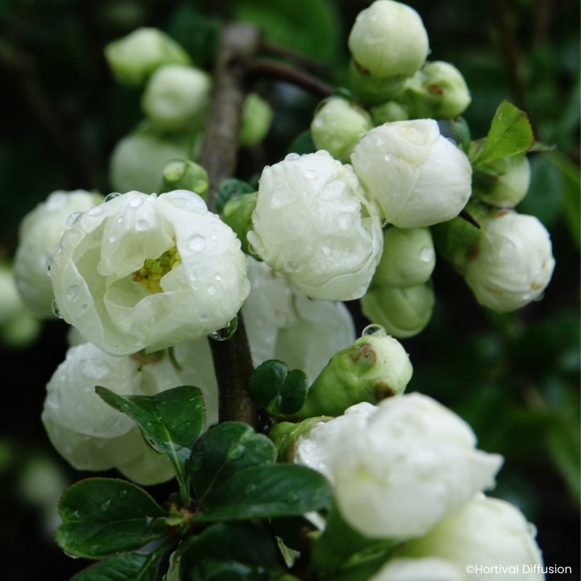 Chaenomeles speciosa Double Delice Pure - Fior di Pesco (Fioritura)