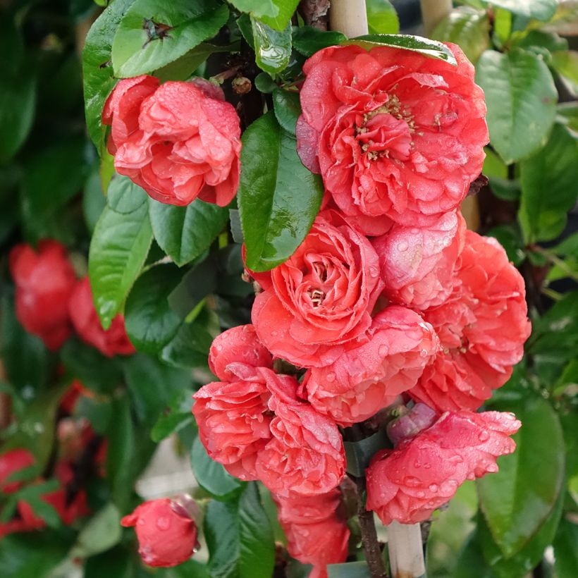 Chaenomeles speciosa Mango Storm - Fior di Pesco (Fioritura)