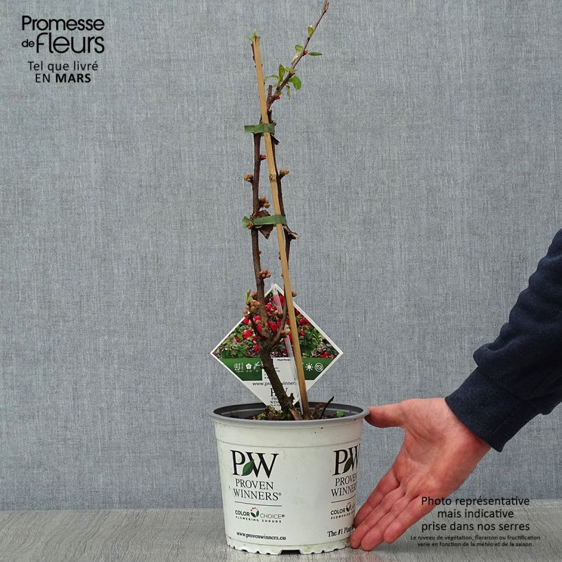 Chaenomeles speciosa Mango Storm - Fior di Pesco Vaso da 3L/4L esemplare consegnato in inverno