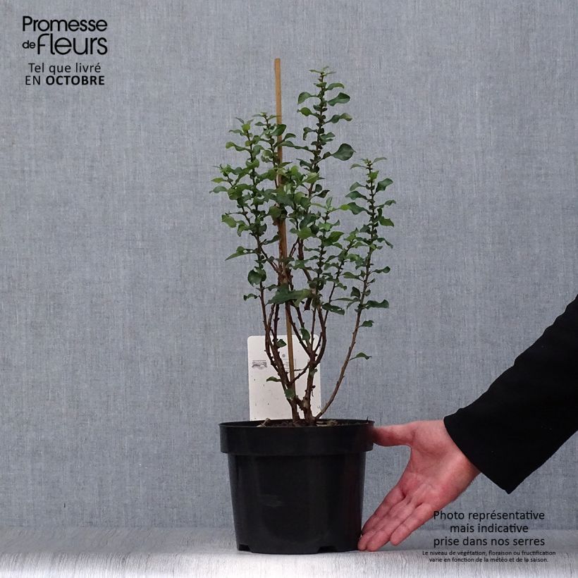 Esemplare di Chaenomeles speciosa Red Kimono - Fior di Pesco Vaso da 4L/5L come consegnato in autunno