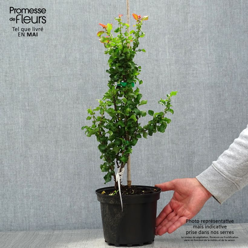 Chaenomeles speciosa Red Kimono - Fior di Pesco Vaso da 4L/5L esemplare consegnato in primavera