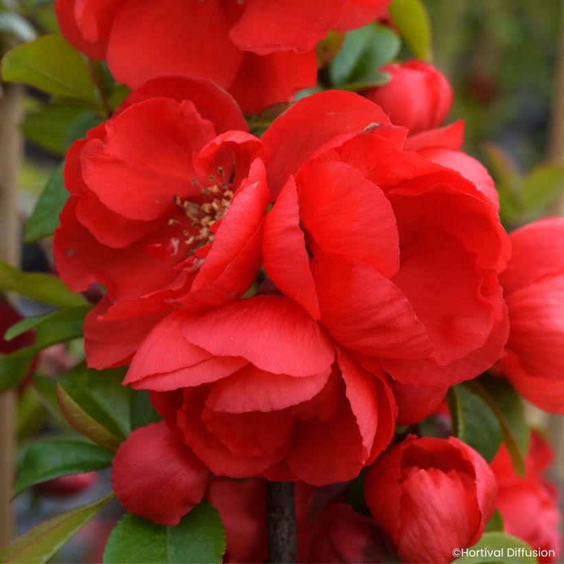 Chaenomeles speciosa Double Delice Rouge Baiser - Fior di Pesco (Fioritura)