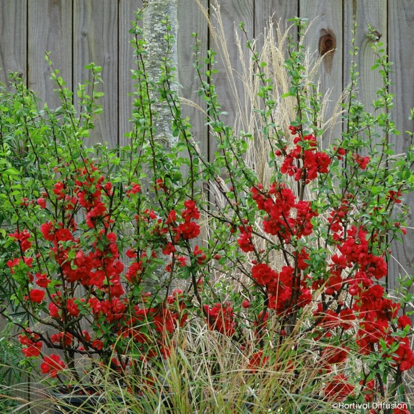 Chaenomeles speciosa Double Delice Rouge Baiser - Fior di Pesco (Porto)