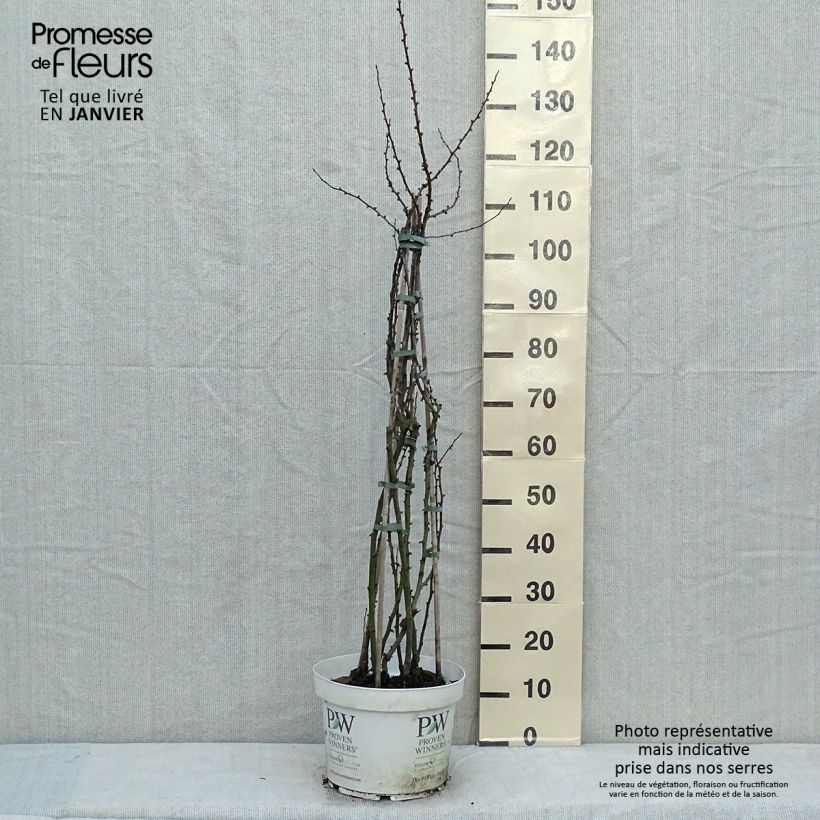 Chaenomeles speciosa Scarlet Storm - Fior di Pesco Vaso da 7,5L/10L esemplare consegnato in inverno