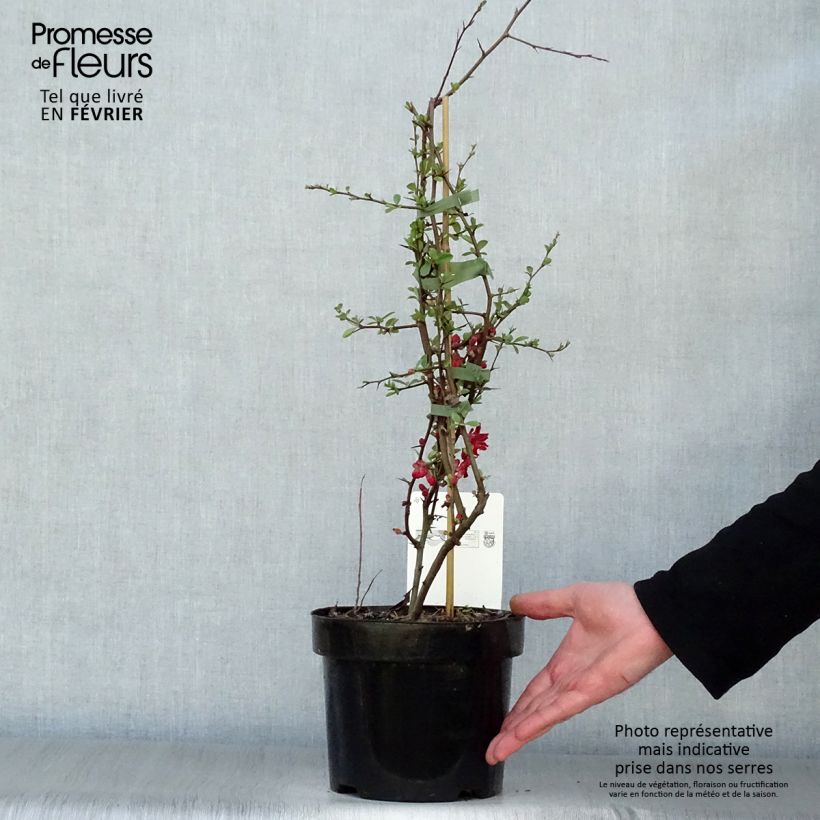 Chaenomeles superba Elly Mossel - Fior di Pesco Vaso da 2L/3L esemplare consegnato in inverno