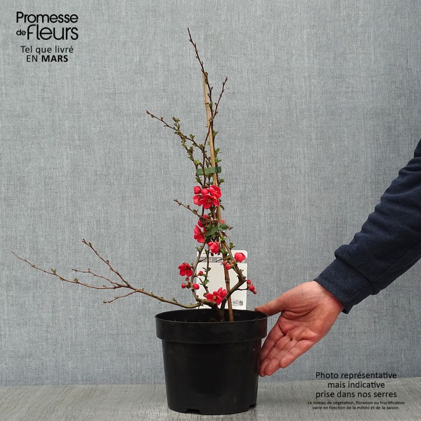Chaenomeles superba Texas Scarlet - Fior di Pesco Vaso da 2L/3L esemplare consegnato in inverno