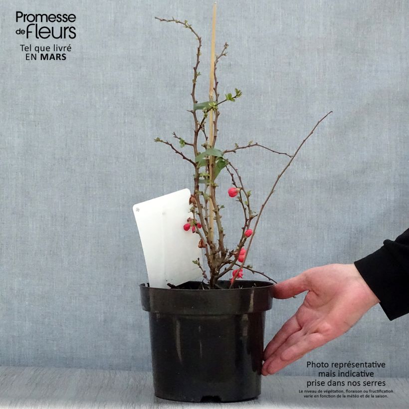 Chaenomeles superba Texas Scarlet - Fior di Pesco Vaso da 2L/3L esemplare consegnato in primavera