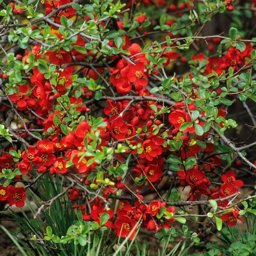 Chaenomeles superba Crimson and Gold - Fior di Pesco (Fioritura)