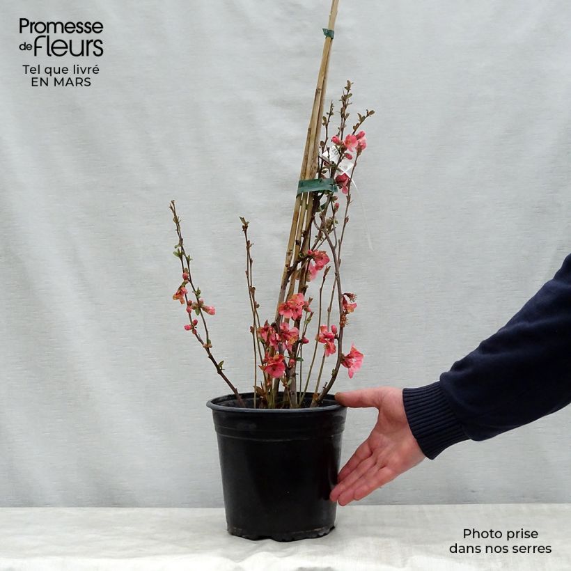Chaenomeles speciosa Eximia - Fior di Pesco Vaso da 4L/5L esemplare consegnato in primavera