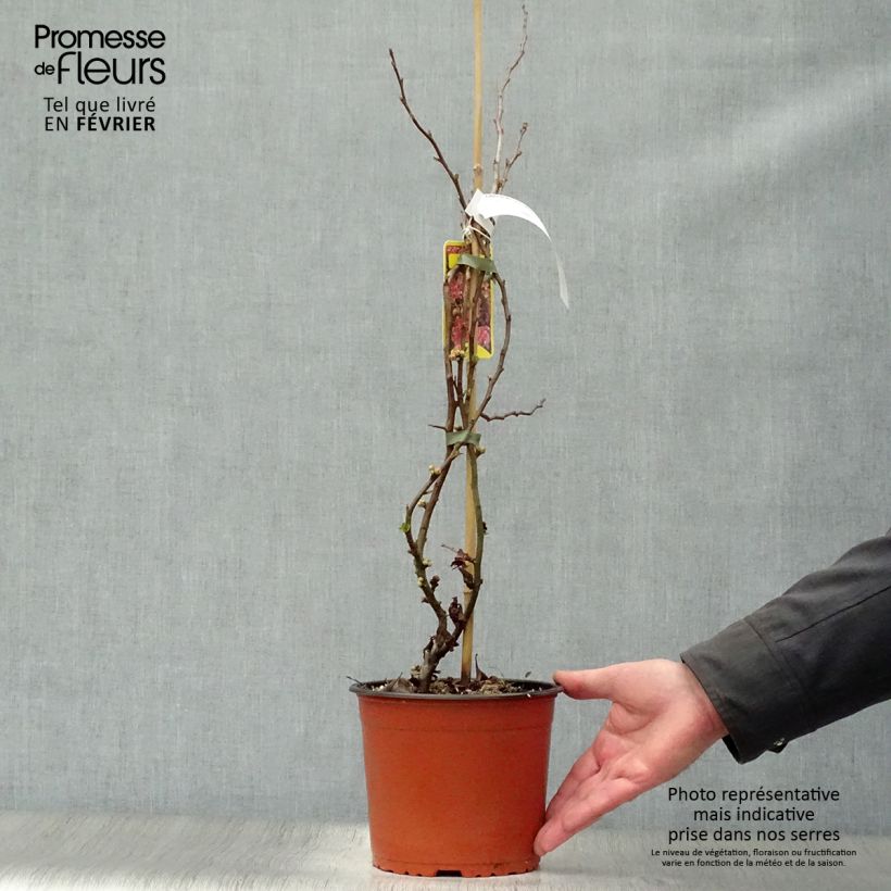 Chaenomeles speciosa Falconnet Charlet - Fior di Pesco Vaso da 2L/3L esemplare consegnato in inverno