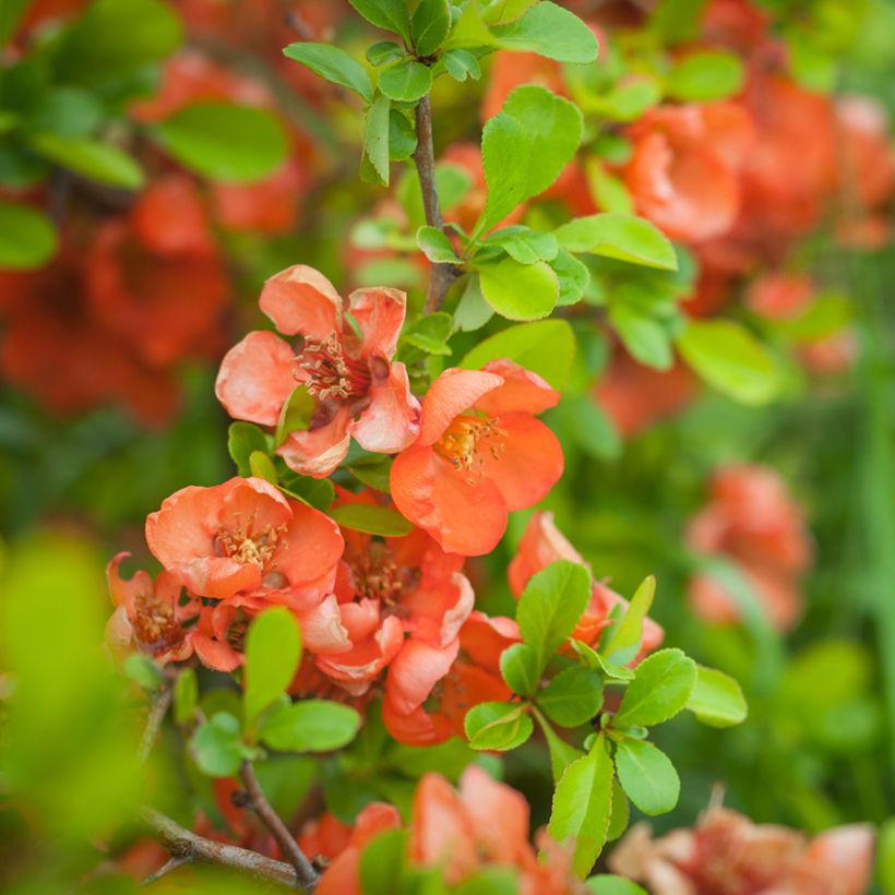 Chaenomeles speciosa Friesdorfer - Fior di Pesco (Fioritura)